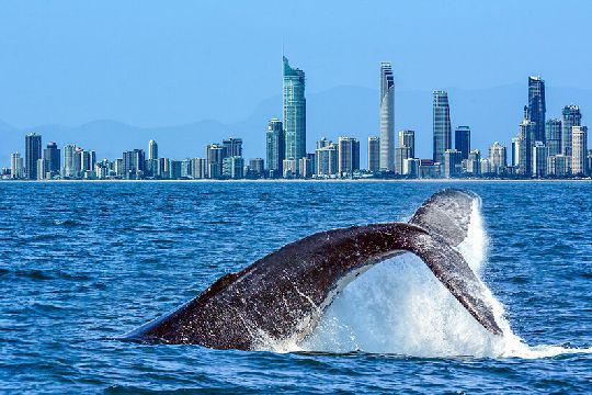 AUS Brisbane1 08