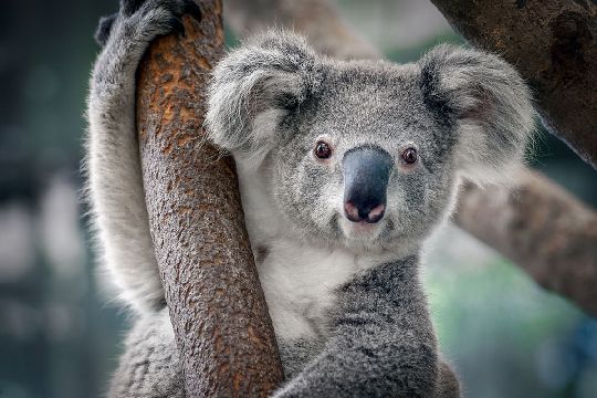 AUS Brisbane2 02