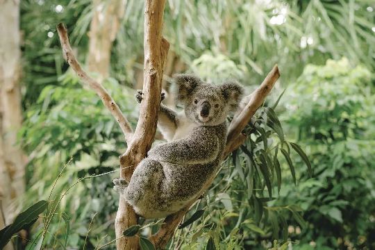 AUS Echuca 05