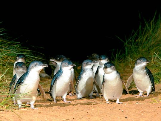 AUS Phillip Islandl 05