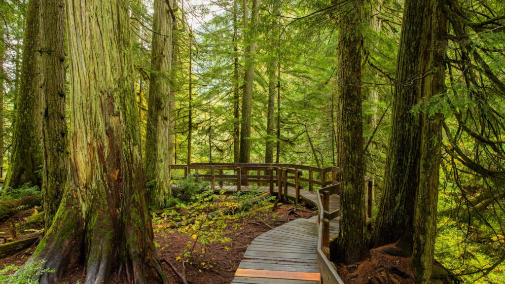 513932-giant-cedars-boardwalk-trail