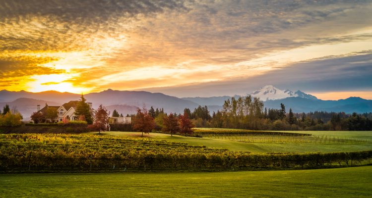 Sunrise-over-Mount-Baker-and-a-vineyard-in-the-Fraser-Valley-of-British-Columbia-47929201_m-750x400-1