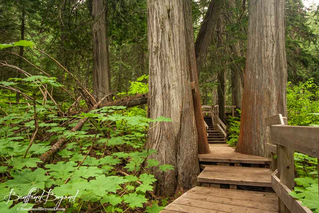 wooden-boardwalk-going-through-giant-cedars-boardwalk-in-revelstoke